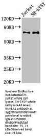 RAVER2 Antibody