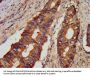JPH1 Antibody