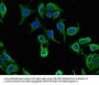 CABP2 Antibody