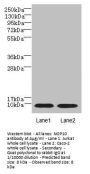 NOP10 Antibody