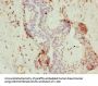NOP10 Antibody
