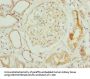 NOP10 Antibody