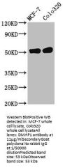 DMAP1 Antibody