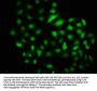 DMAP1 Antibody