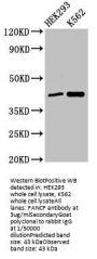 FANCF Antibody