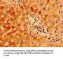 IFT46 Antibody