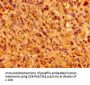 IFT46 Antibody