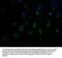 OR2S2 Antibody