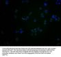 OR2S2 Antibody