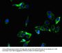 ZC4H2 Antibody