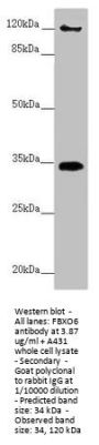FBXO6 Antibody