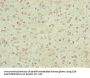 FBXO6 Antibody