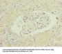 FBXO6 Antibody