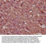 INPP5E Antibody