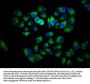 INPP5E Antibody