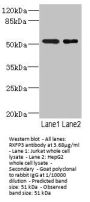RXFP3 Antibody