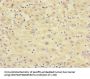 RXFP3 Antibody