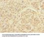 RXFP3 Antibody