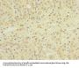 GEMIN8 Antibody