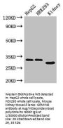 GEMIN8 Antibody
