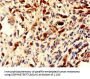 NHP2 Antibody