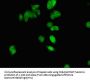 NHP2 Antibody
