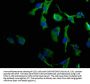 CLDND1 Antibody