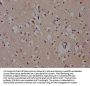 DACT1 Antibody