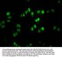 DACT1 Antibody