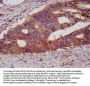KCMF1 Antibody
