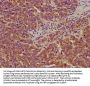 LARS Antibody