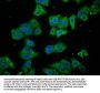 LARS Antibody