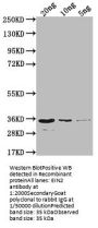 EIN2 Antibody