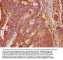AIFM2 Antibody