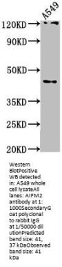 AIFM2 Antibody