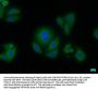 AIFM2 Antibody