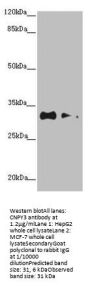 CNPY3 Antibody