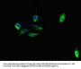 TDRD1 Antibody