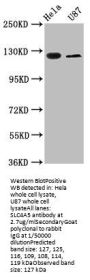 SLC4A5 Antibody