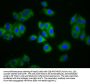 SLC4A5 Antibody