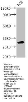 MRO Antibody