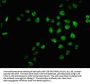 MRO Antibody