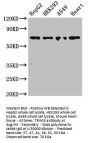 TRIM5 Antibody