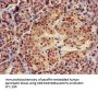 TRIM5 Antibody