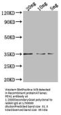 PEN1 Antibody