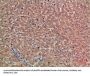CHRD Antibody