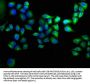 ANKRD2 Antibody