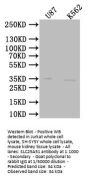 SLC25A51 Antibody