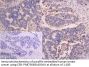 SLC25A51 Antibody