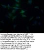 SLC25A51 Antibody